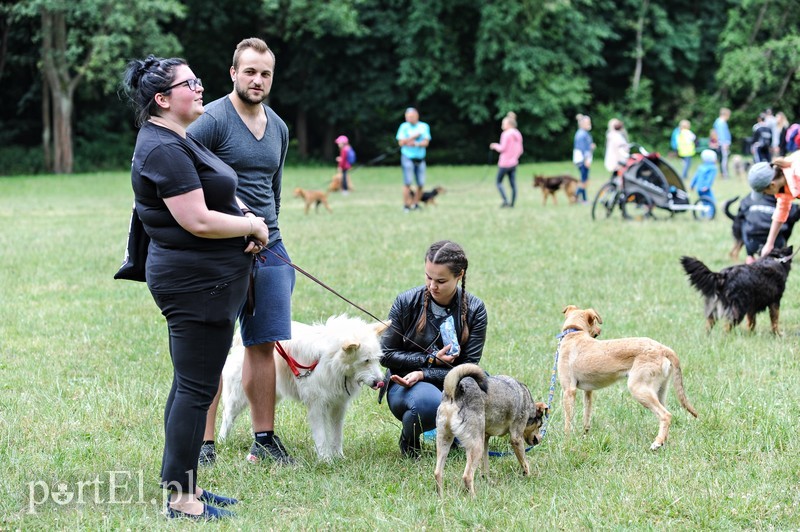 Rekordowy Bieg na Sześć Łap zdjęcie nr 179662