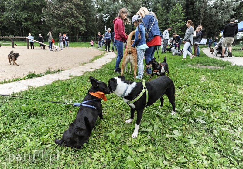 Adopsiaki mają głos zdjęcie nr 179701