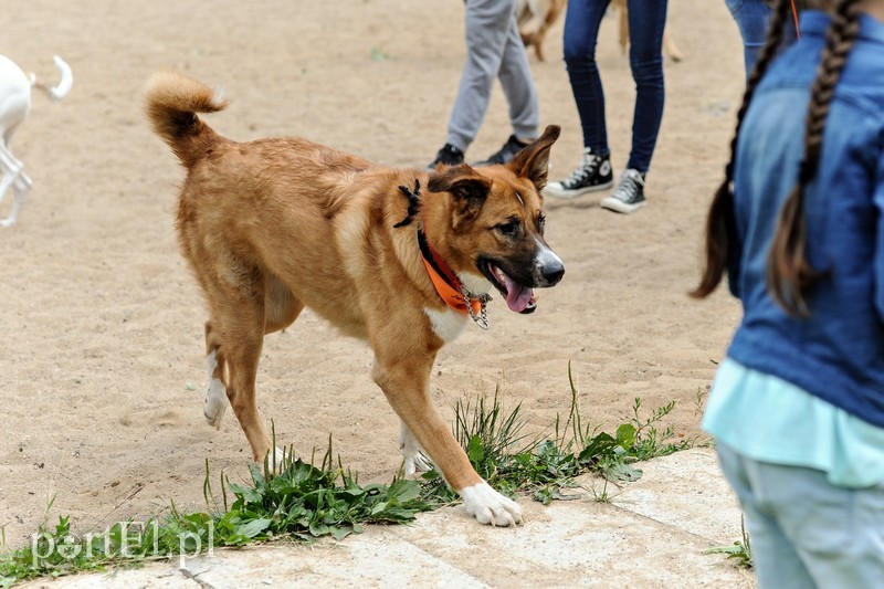 Adopsiaki mają głos zdjęcie nr 179704