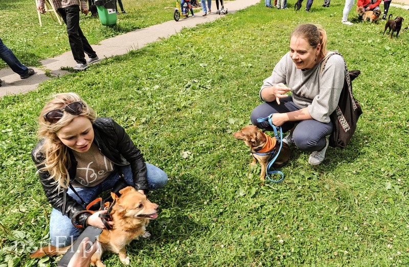 Adopsiaki mają głos zdjęcie nr 179696