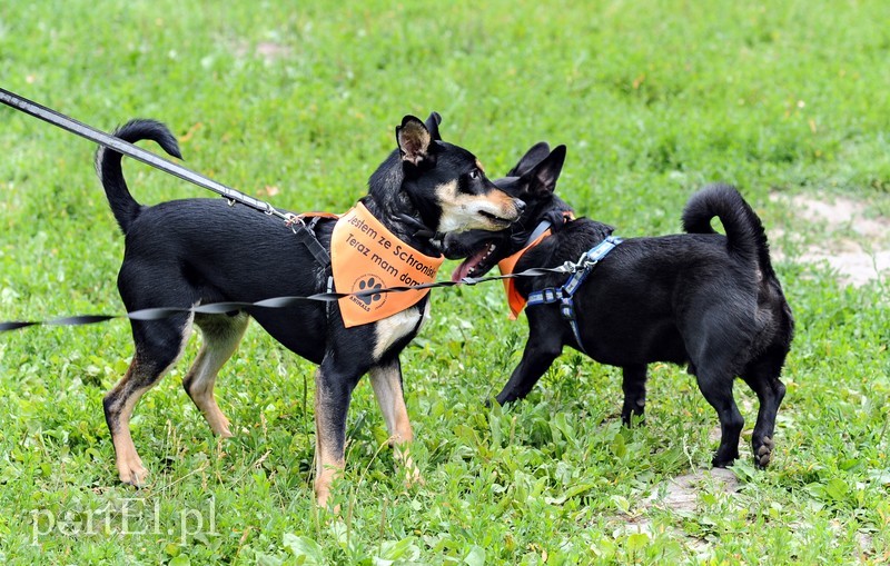 Adopsiaki mają głos zdjęcie nr 179703