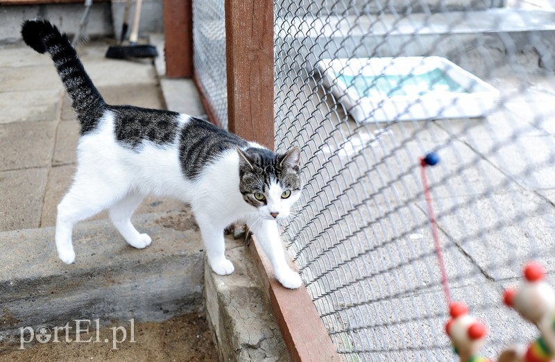 Galeria pod psem i kotem (Odc.11) zdjęcie nr 180983
