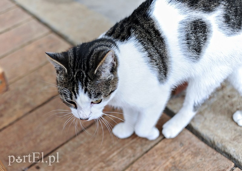 Galeria pod psem i kotem (Odc.11) zdjęcie nr 180982
