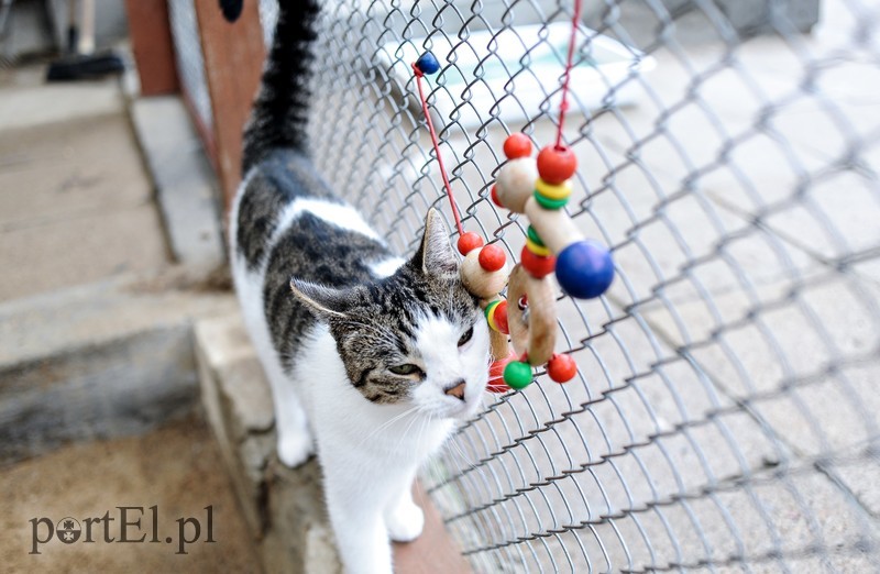 Galeria pod psem i kotem (Odc.11) zdjęcie nr 180984