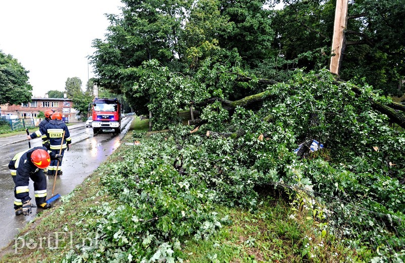 Elbląg Drzewo runęło na samochód