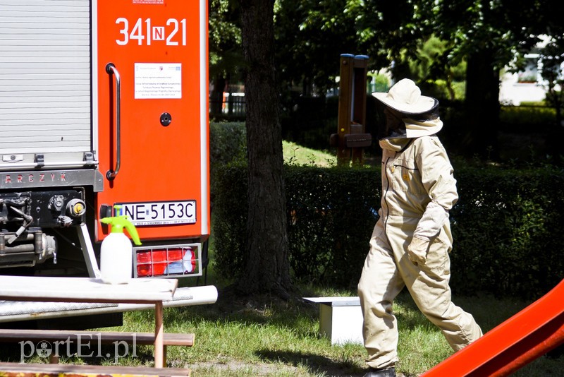 Pszczoły na placu zabaw przedszkola zdjęcie nr 181830