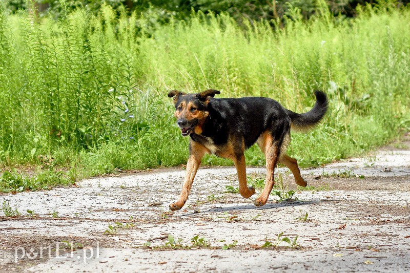 Galeria pod psem i kotem (Odc.14) zdjęcie nr 182280