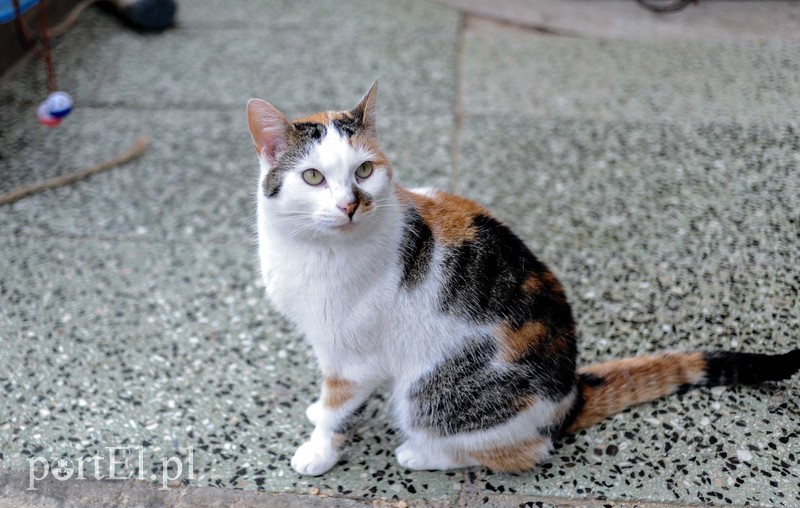 Galeria pod psem i kotem (Odc.14) zdjęcie nr 182273