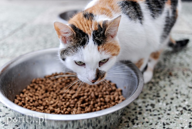 Galeria pod psem i kotem (Odc.14) zdjęcie nr 182272