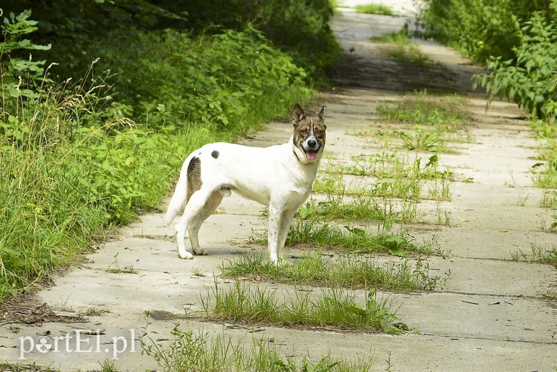 Galeria pod psem i kotem (Odc.15) zdjęcie nr 182561