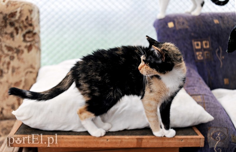 Galeria pod psem i kotem (Odc.15) zdjęcie nr 182558