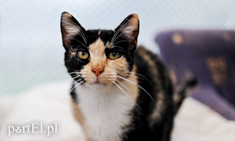 Galeria pod psem i kotem (Odc.15) zdjęcie nr 182557