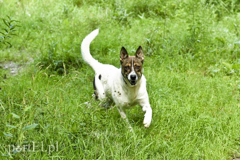 Galeria pod psem i kotem (Odc.15) zdjęcie nr 182564