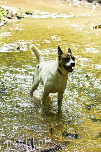 Galeria pod psem i kotem (Odc.15) zdjęcie nr 182567