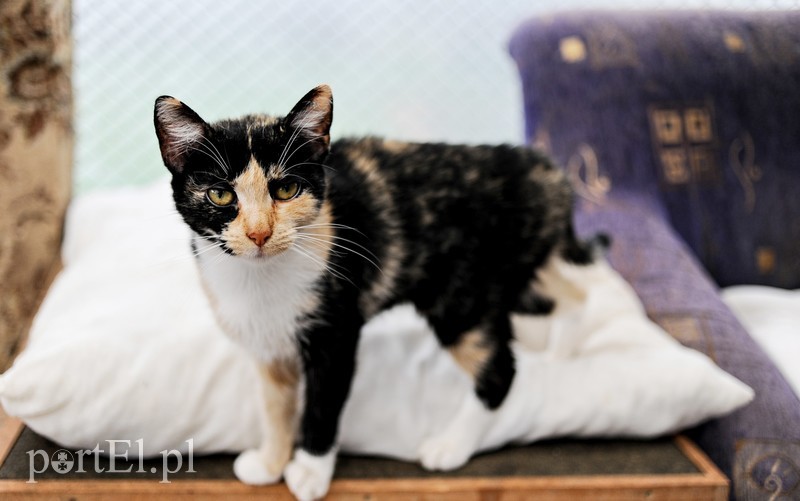 Galeria pod psem i kotem (Odc.15) zdjęcie nr 182556