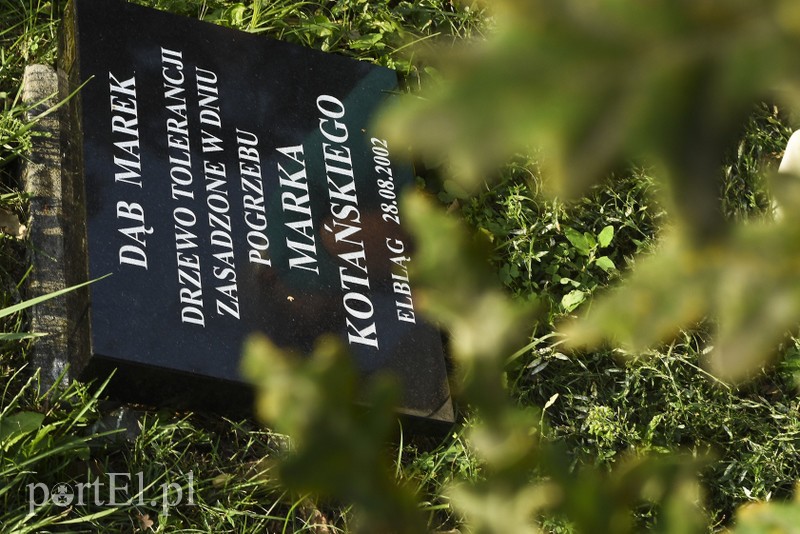 Jedyny taki dąb w Polsce ma nową tablicę zdjęcie nr 182632