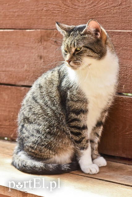 Galeria pod psem i kotem (Odc.18) zdjęcie nr 183948