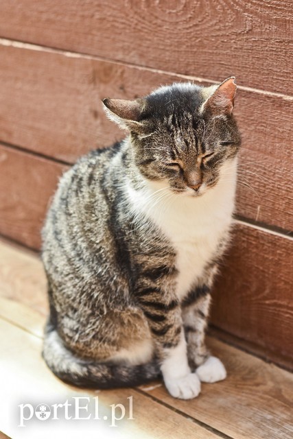 Galeria pod psem i kotem (Odc.18) zdjęcie nr 183946