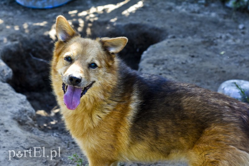 Galeria pod psem i kotem (Odc.18) zdjęcie nr 183952