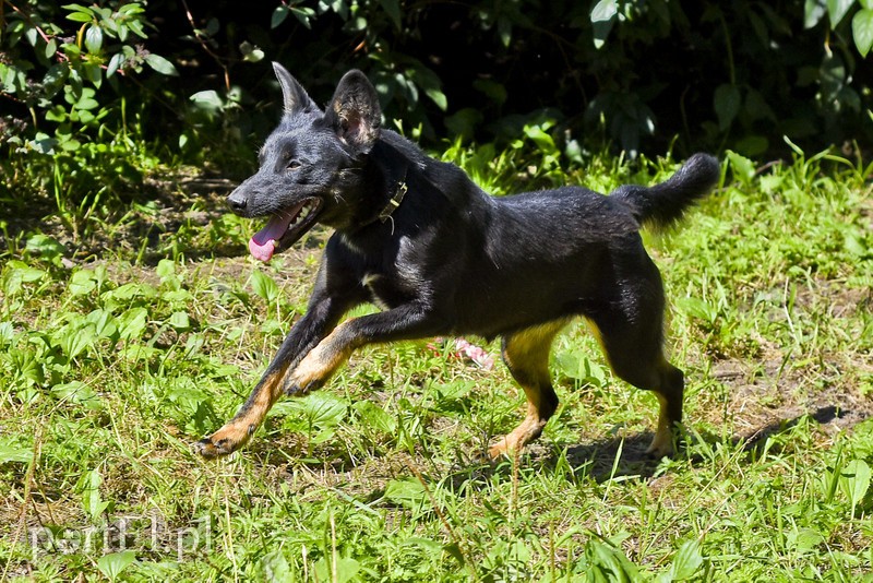 Galeria pod psem i kotem (Odc.19) zdjęcie nr 184429