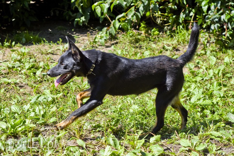 Galeria pod psem i kotem (Odc.19) zdjęcie nr 184430