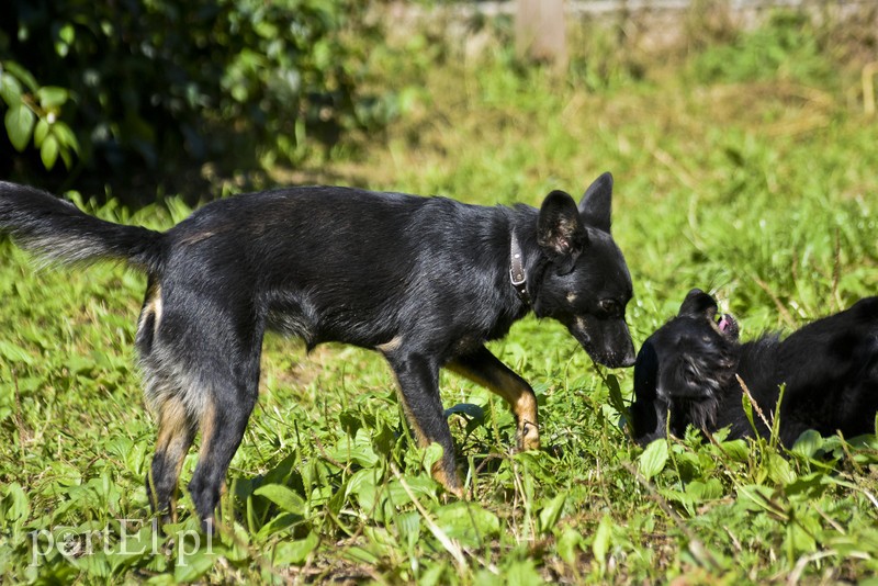 Galeria pod psem i kotem (Odc.19) zdjęcie nr 184435