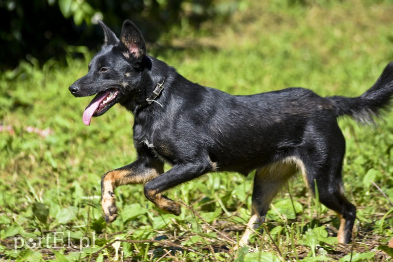 Galeria pod psem i kotem (Odc.19) zdjęcie nr 184434