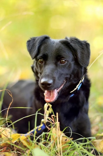 Galeria pod psem i kotem (Odc.23) zdjęcie nr 186262