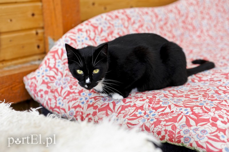 Elbląg Galeria pod psem i kotem (Odc.23)