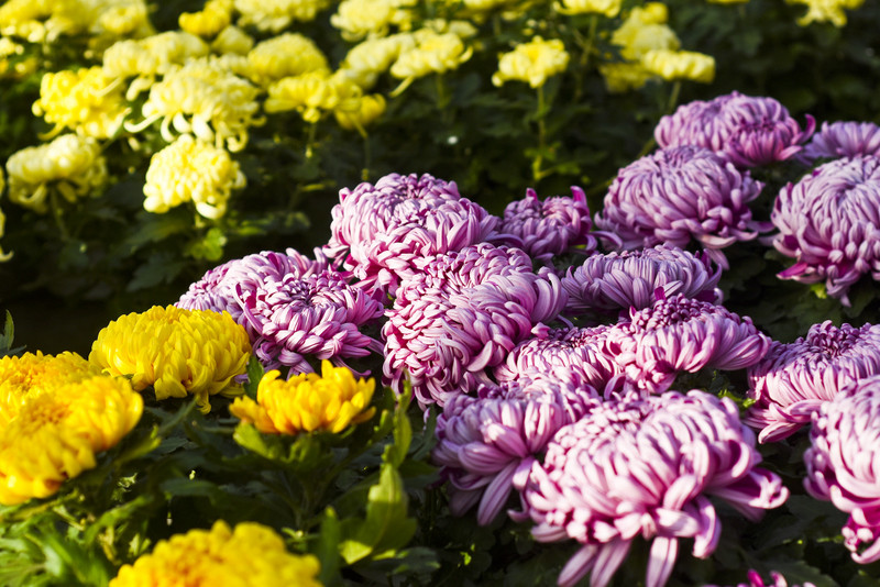 Chryzantemy - nie tylko te złociste zdjęcie nr 187134