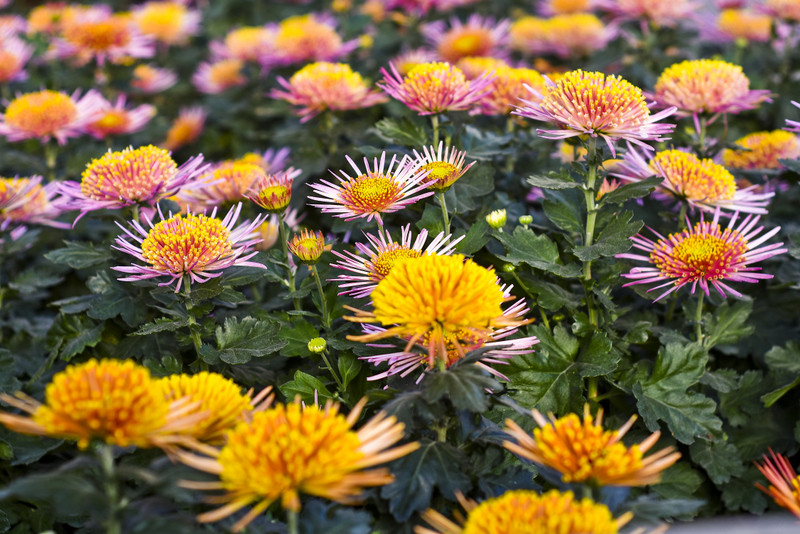 Chryzantemy - nie tylko te złociste zdjęcie nr 187103