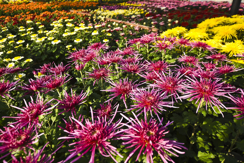 Chryzantemy - nie tylko te złociste zdjęcie nr 187106
