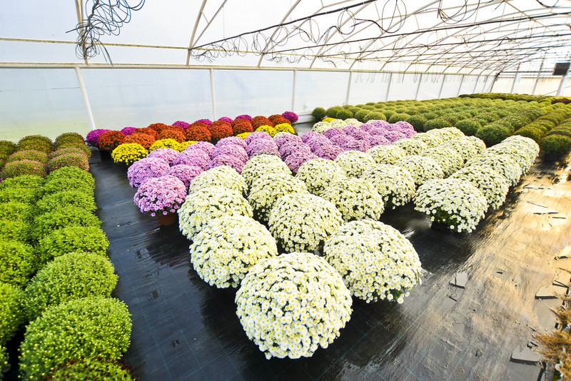 Chryzantemy - nie tylko te złociste zdjęcie nr 187123