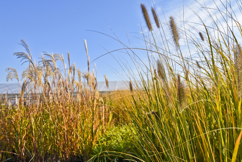 Chryzantemy - nie tylko te złociste zdjęcie nr 187122