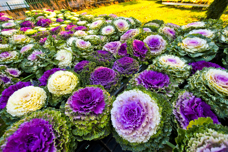 Chryzantemy - nie tylko te złociste zdjęcie nr 187131