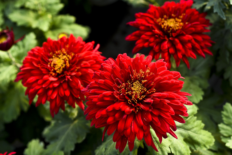 Chryzantemy - nie tylko te złociste zdjęcie nr 187112