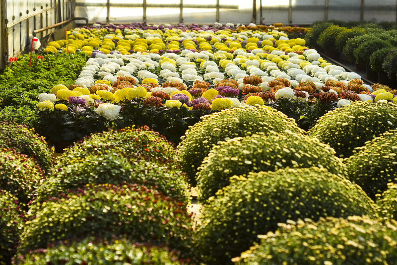 Chryzantemy - nie tylko te złociste zdjęcie nr 187125