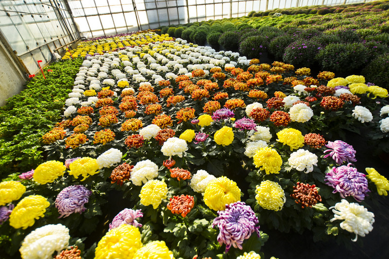 Chryzantemy - nie tylko te złociste zdjęcie nr 187128