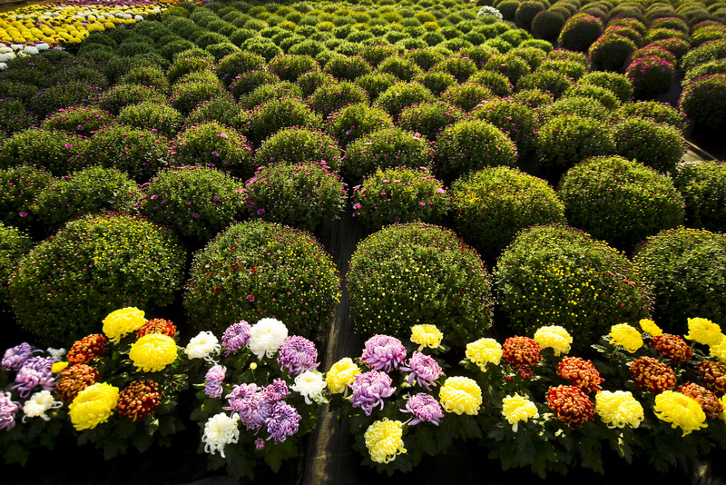 Chryzantemy - nie tylko te złociste zdjęcie nr 187129