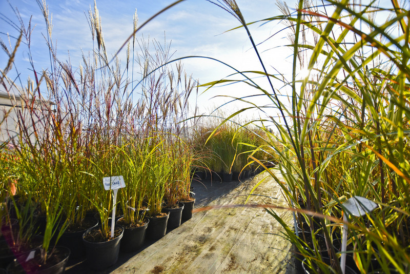 Chryzantemy - nie tylko te złociste zdjęcie nr 187121