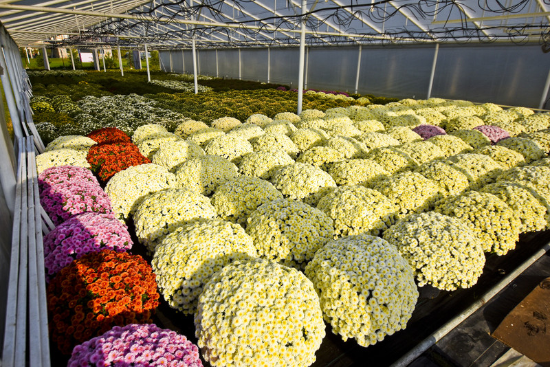 Chryzantemy - nie tylko te złociste zdjęcie nr 187114