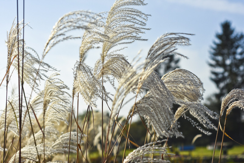 Chryzantemy - nie tylko te złociste zdjęcie nr 187120