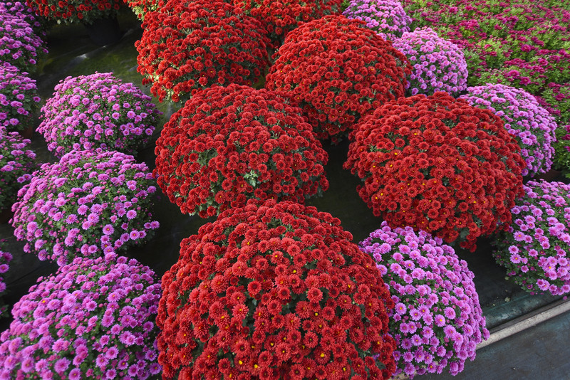 Chryzantemy - nie tylko te złociste zdjęcie nr 187124