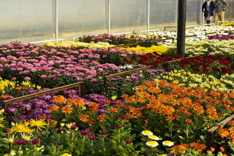 Chryzantemy - nie tylko te złociste zdjęcie nr 187111