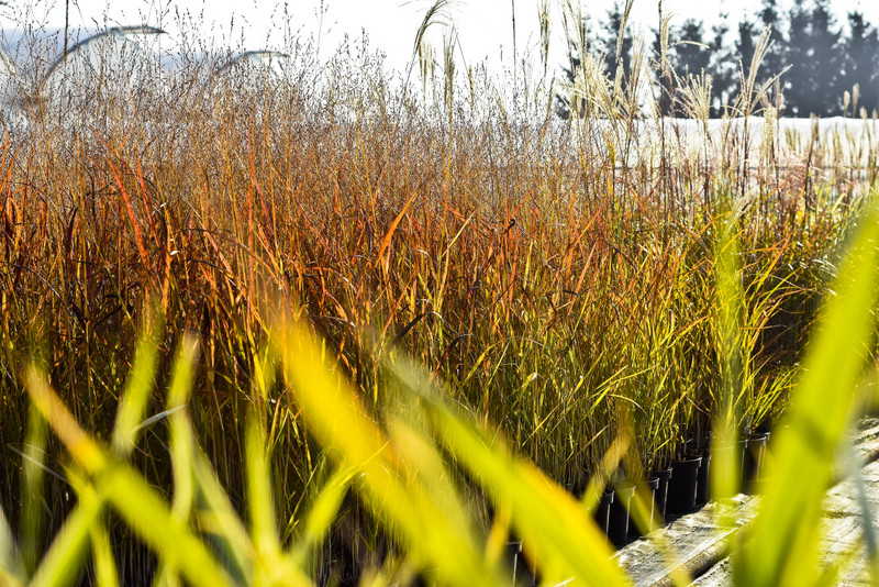Chryzantemy - nie tylko te złociste zdjęcie nr 187119