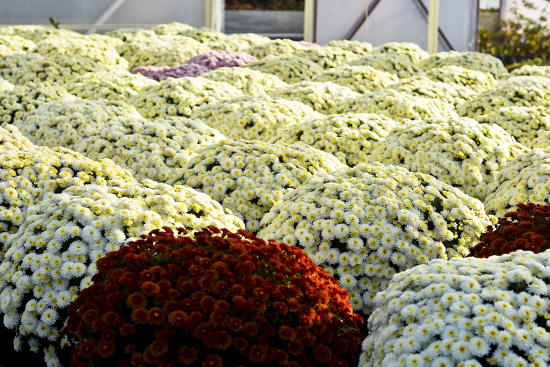 Chryzantemy - nie tylko te złociste zdjęcie nr 187115