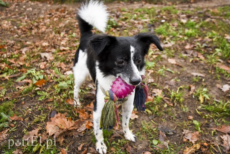 Galeria pod psem i kotem (Odc.28) zdjęcie nr 189130