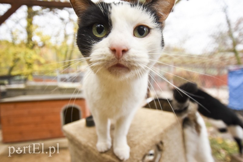 Galeria pod psem i kotem (Odc.28) zdjęcie nr 189136