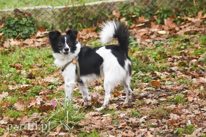 Galeria pod psem i kotem (Odc.28) zdjęcie nr 189128