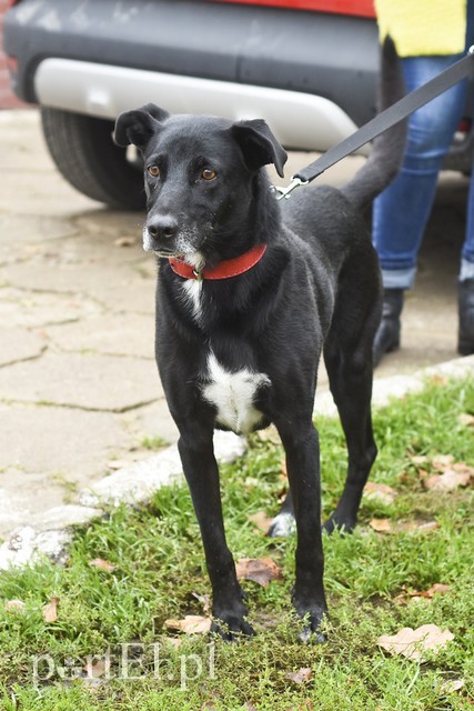 Galeria pod psem i kotem (Odc.29) zdjęcie nr 189537